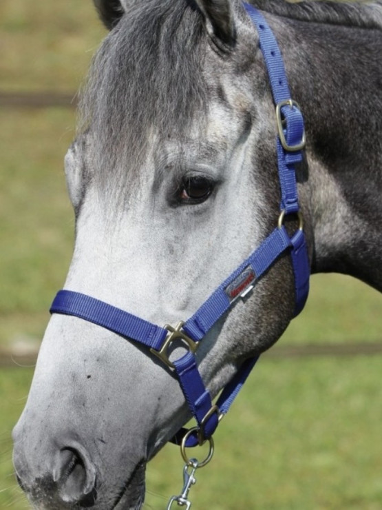 Licol Sportech Memory poney occasion