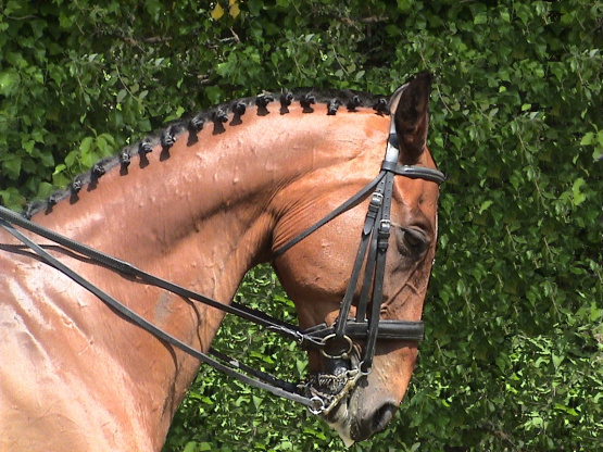 Bride Pagony en cuir doublé (cheval) occasion