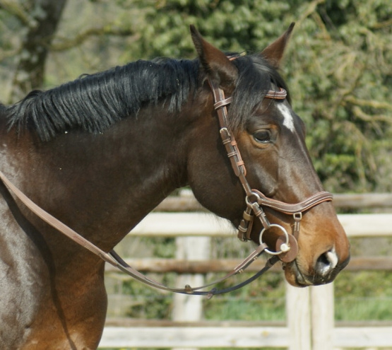 Filet Jump’in occasion