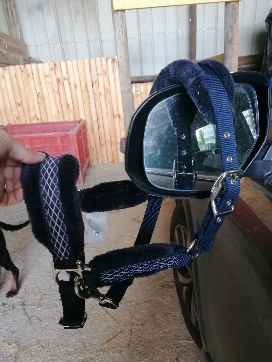 Licol bleu (poney) occasion