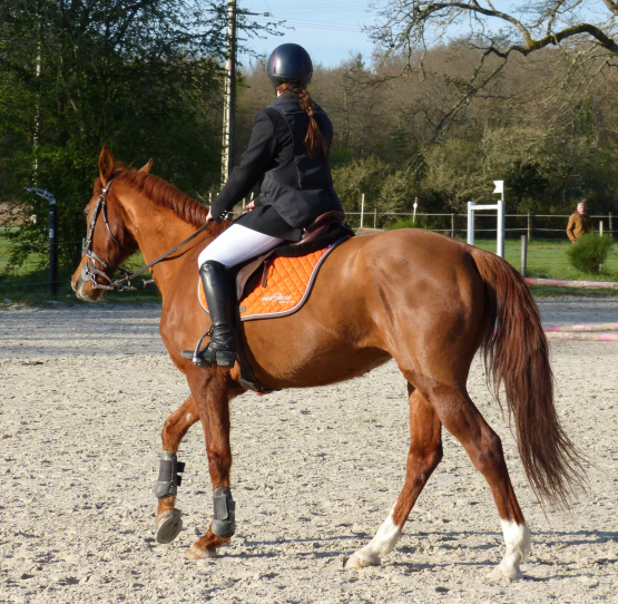 Gilet airbag Privilège Equitation (M) + 4 cartouches occasion