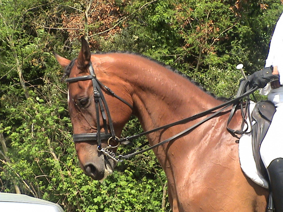 Bride Pagony en cuir doublé (cheval) occasion
