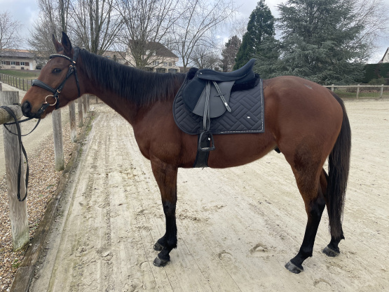 Selle mixte équipée 17,5 pouces occasion