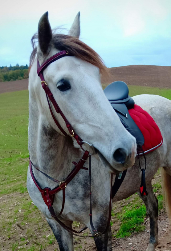 Bridon avec martingale occasion