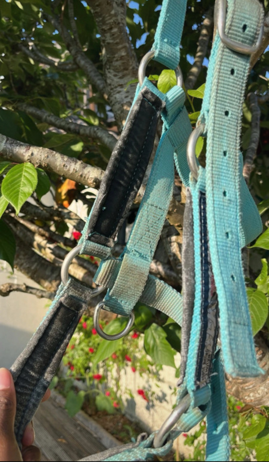 Licol Fouganza turquoise (cheval) occasion