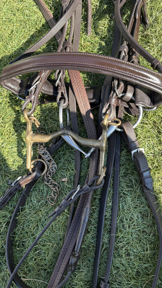 Bride Canter havana (cheval) occasion