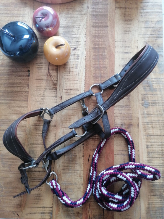 Licol Fouganza & longe norton (cheval) occasion