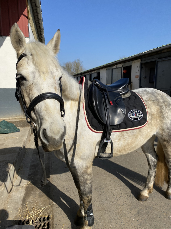 Tapis de selle Jump'in noir et bordeaux (cheval) occasion