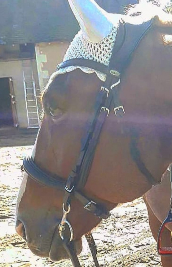 Filet anatomique Felix Bühler cuir (cheval) occasion