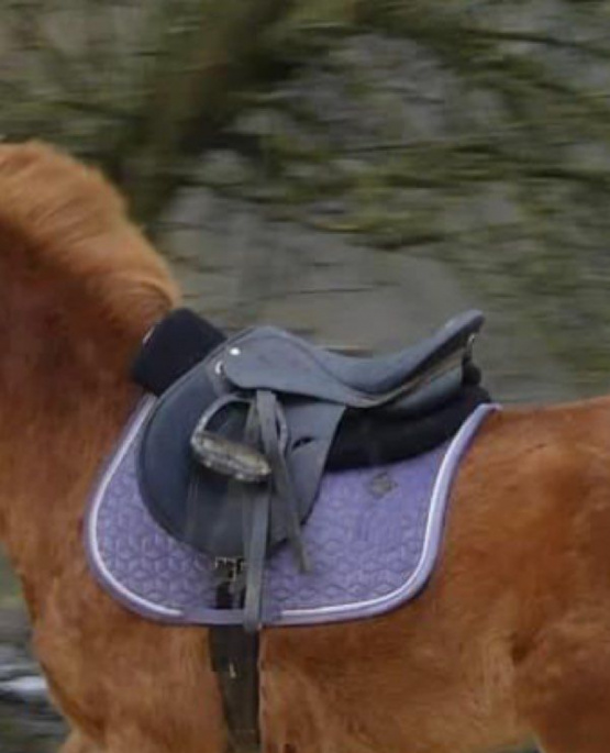 Tapis de selle Kentucky violet (cheval) occasion