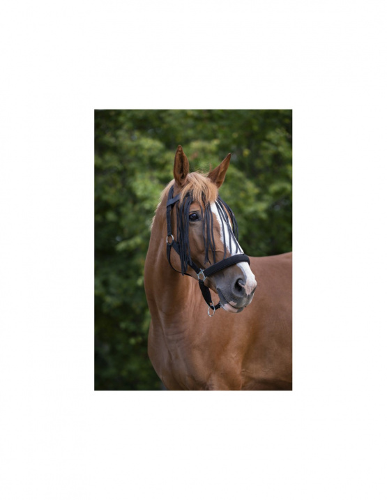 Frontal chasse-mouches Norton noir (cheval) neuf occasion
