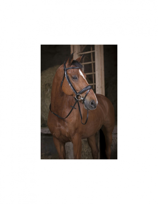 Rênes sangle Norton pro noir (cheval) neuf occasion