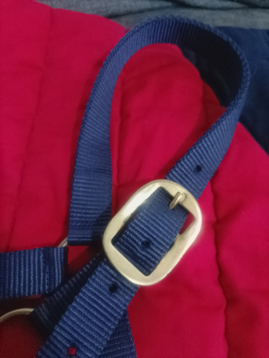Licol équipehorse bleu marine (cob) neuf occasion