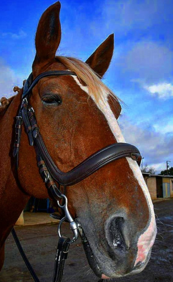 Filet anatomique Felix Bühler cuir (cheval) occasion