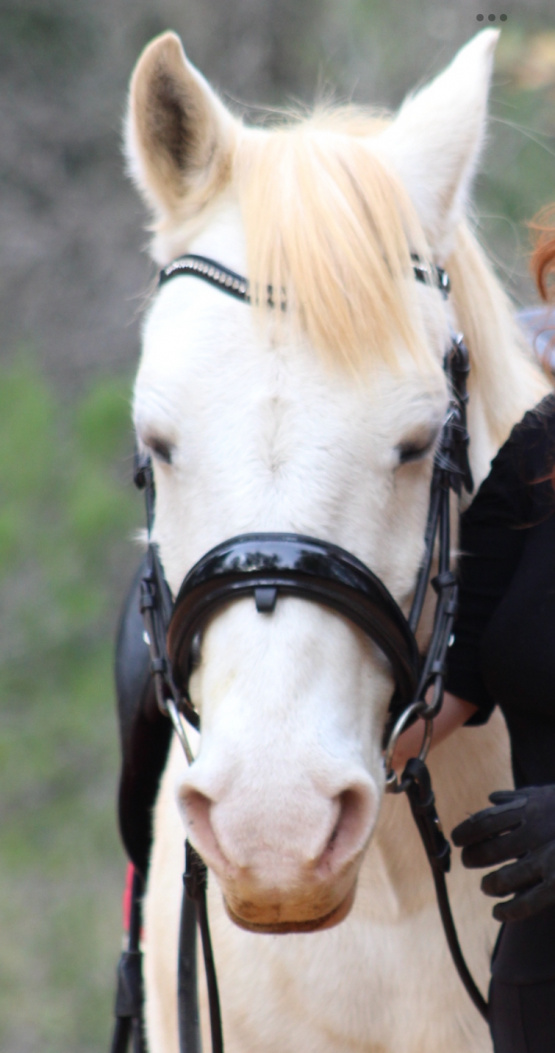 Filet anatomique Anky dressage Cobra noir (pur-sang) occasion