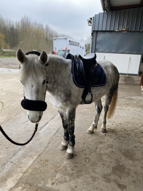 Tapis de selle Equestrian Stockolm bleu marine occasion