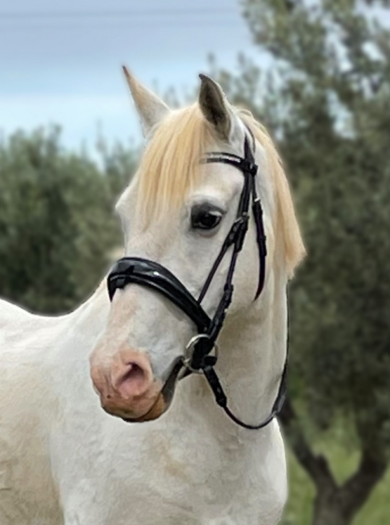 Filet anatomique Anky dressage Cobra noir (pur-sang) occasion