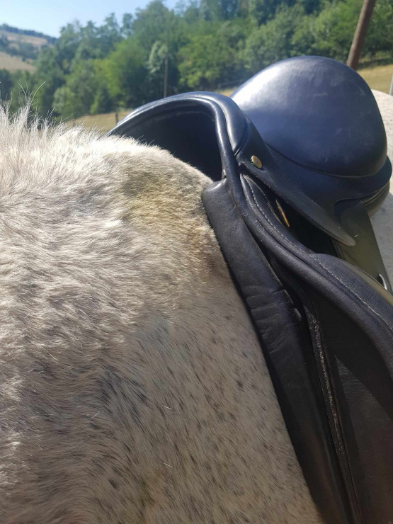 Selle Privilège équitation occasion