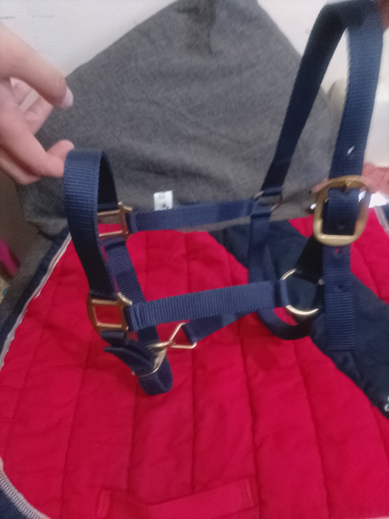 Licol équipehorse bleu marine (cob) neuf occasion
