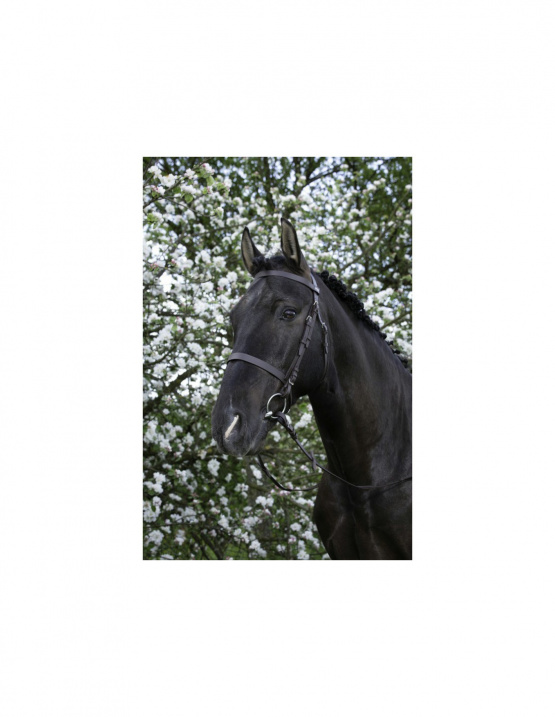 Bridon Riding world muserolle française marron (shetland) neuf occasion