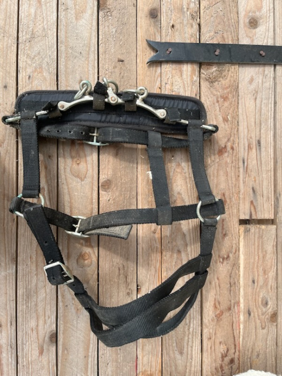 Caveçon (poney) occasion