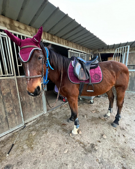 Bonnet Lami-Cell bordeaux (cheval) occasion