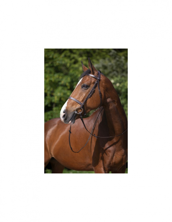 Bridon Riding world muserolle française marron (shetland) neuf occasion