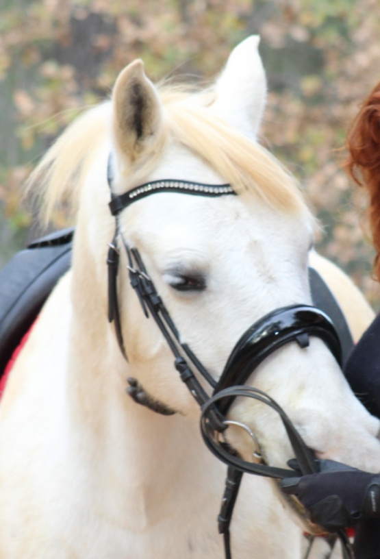 Filet anatomique Anky dressage Cobra noir (pur-sang) occasion
