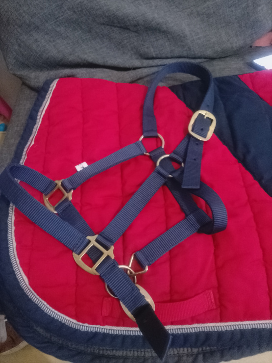 Licol équipehorse bleu marine (cob) neuf occasion