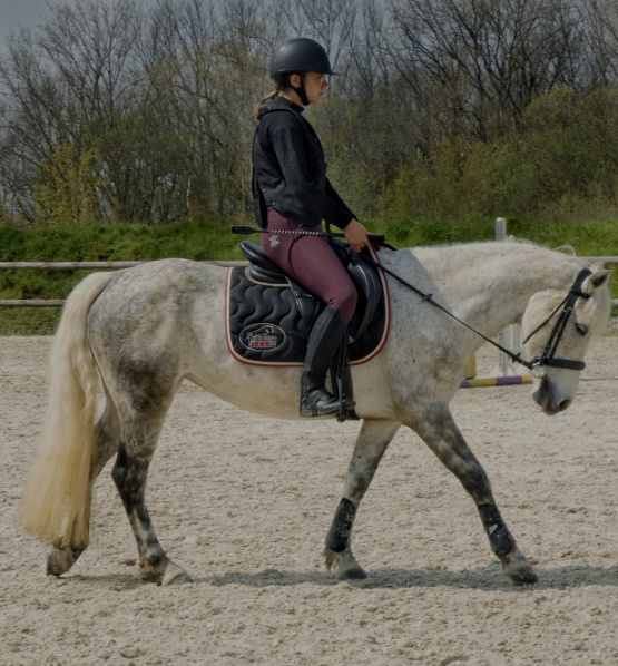 Tapis de selle Jump'in noir et bordeaux (cheval) occasion