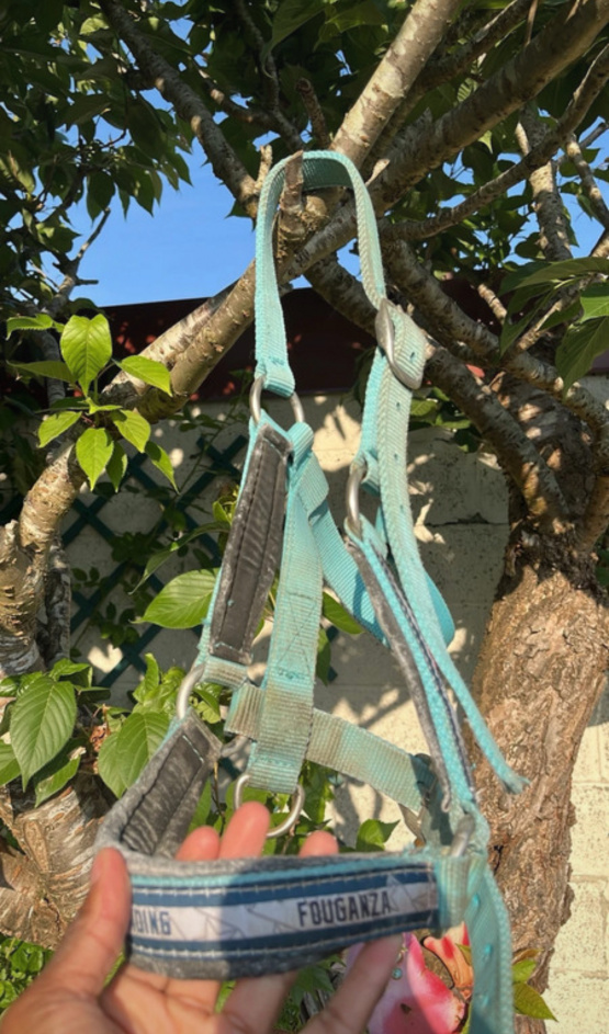 Licol Fouganza turquoise (cheval) occasion
