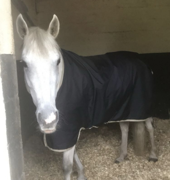 Couverture Horseware bleu 125 cm occasion