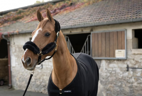 Licol Fouganza moumoute + longe noir et or (cheval) occasion
