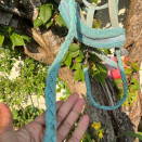 Licol turquoise (double poney) occasion