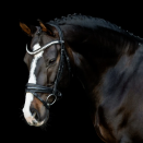 Filet SD Design Mystery noir (cheval) occasion