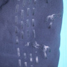 Pantalon équitation Pénélope Le Prevost bleu (36) occasion