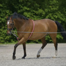 Enrênement Canter soft rope rose (cheval) occasion