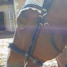 Filet anatomique Felix Bühler cuir (cheval) occasion