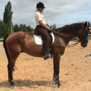 Rênes allemandes coulissante cuir (cheval) occasion