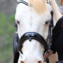 Filet anatomique Anky dressage Cobra noir (pur-sang) occasion