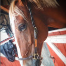 Licol de pansage Kentucky Leather Grooming cuir occasion