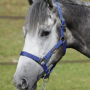 Licol Sportech Memory poney occasion
