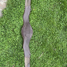 Sangle CWD jumping 120 cm occasion