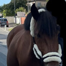 Licol Décathlon noir (cheval) occasion