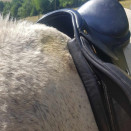 Selle Privilège équitation occasion