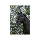 Bridon Riding world muserolle française marron (shetland) neuf occasion