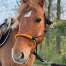 Ensemble Lami-Cell, tapis & licol orange (cheval) occasion