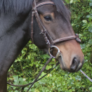 Filet Fouganza cuir (cheval) occasion