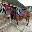 Bonnet Lami-Cell bordeaux (cheval) occasion