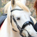 Filet anatomique Anky dressage Cobra noir (pur-sang) occasion